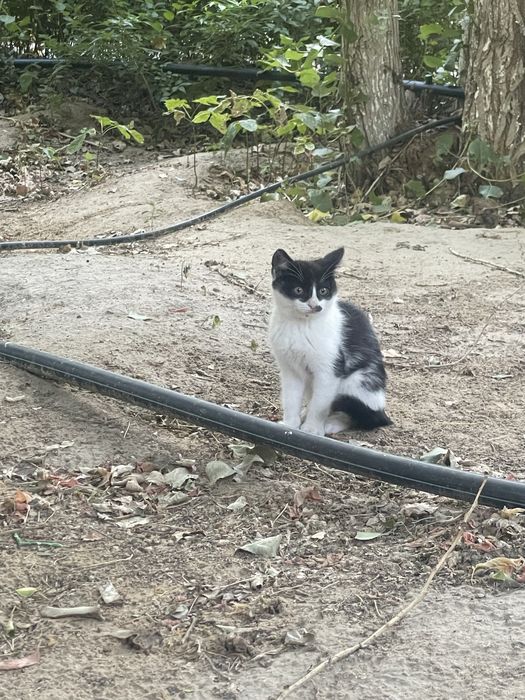 Отдам котенка в добрые руки, мальчик