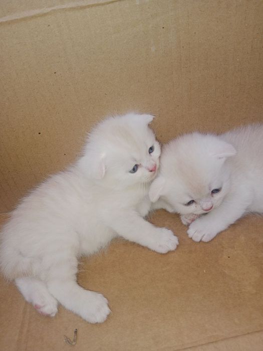 Котята Скоттиш фолд