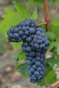 Vita de Vie (Soiuri De Vin )