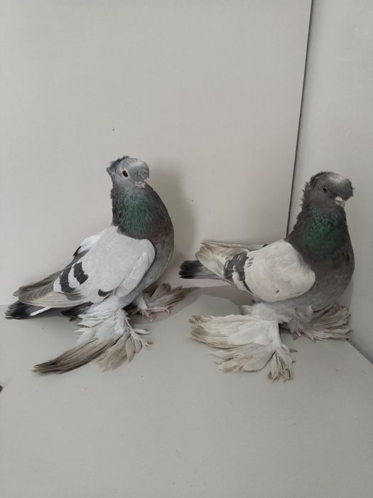 Голубы двухшубые