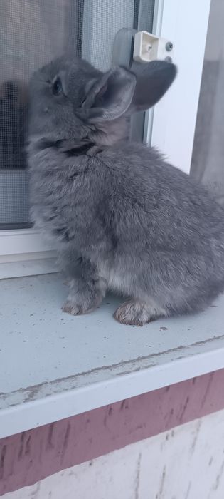 Маленькие крольчата красивые