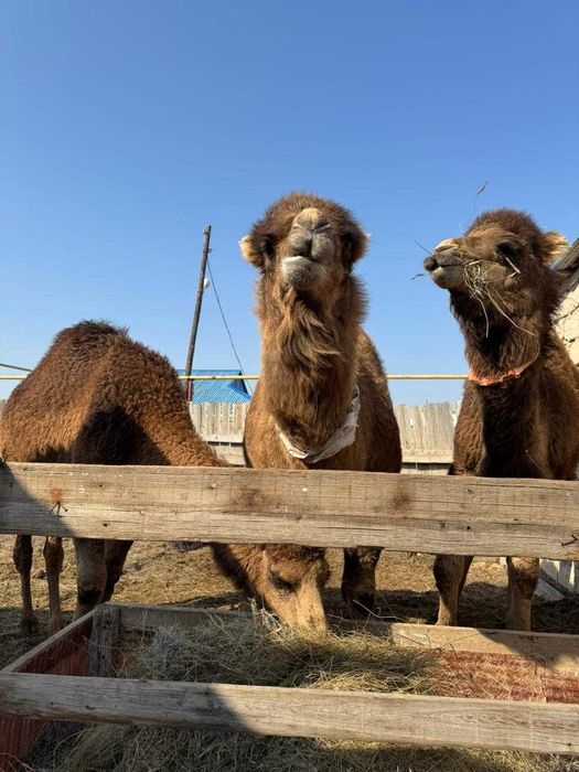 Сүтті түйе сатылады! Аруана мен нар тұқымы