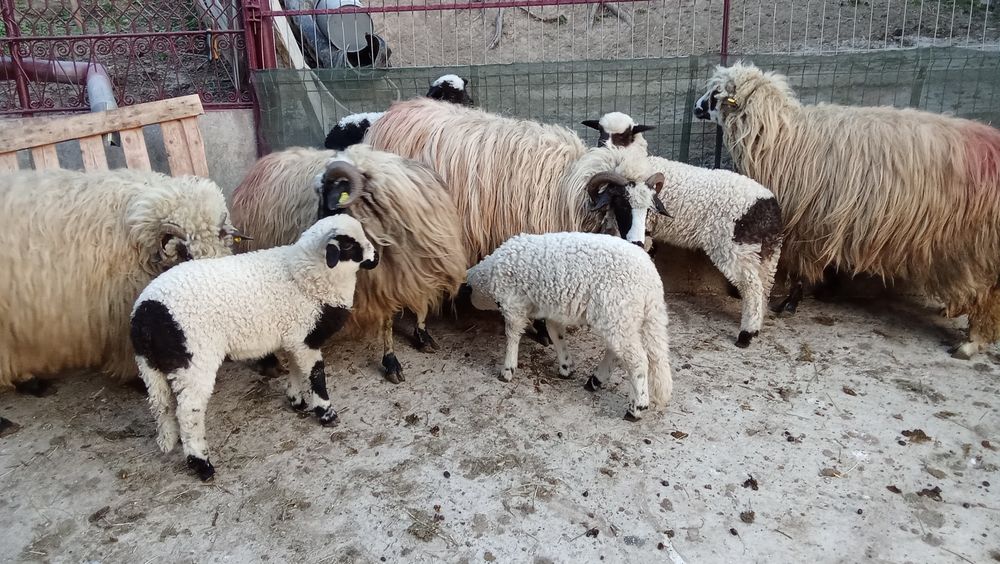 Oi cu miel de vanzare