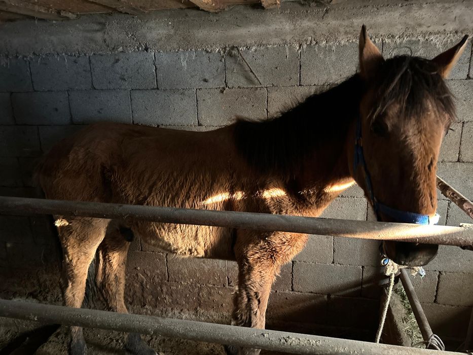 Продается лошадь