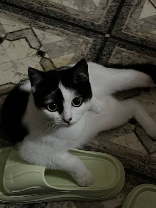 Отдаю кошечку, срочно