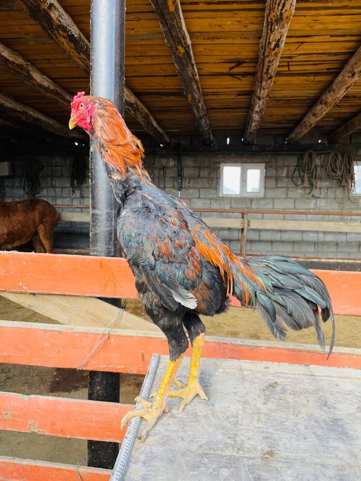 Дәкән қораз шөже июльский