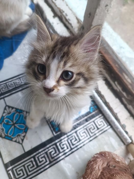 Маленькие котята метисы