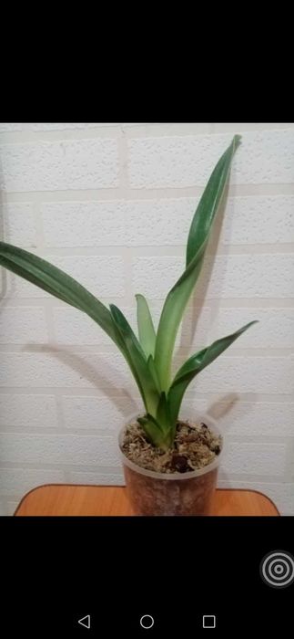 Пафиопедилум, венерин башмачек