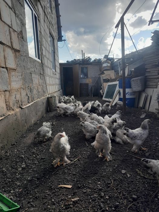 Продам кур брама