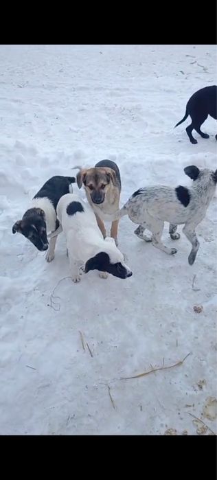 Щенята в добрые руки