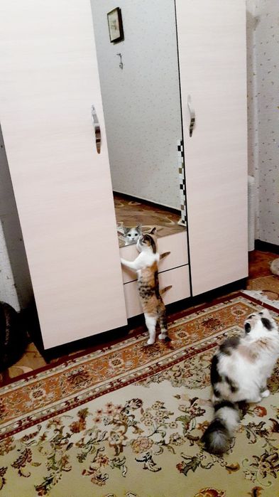 Лилу ищет новый дом!