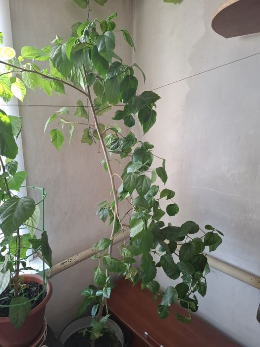 Китайская роза!!