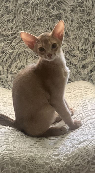 Абисинско котенце