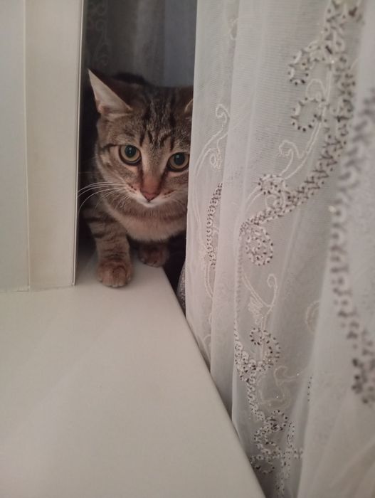 Отдам в добрые руки кошечку