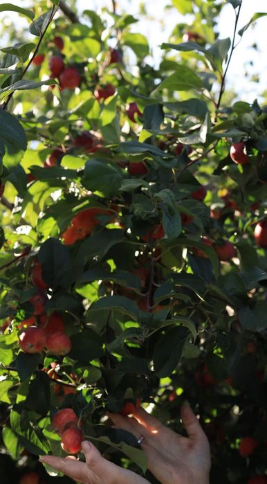 Продам дачу "уралочка"