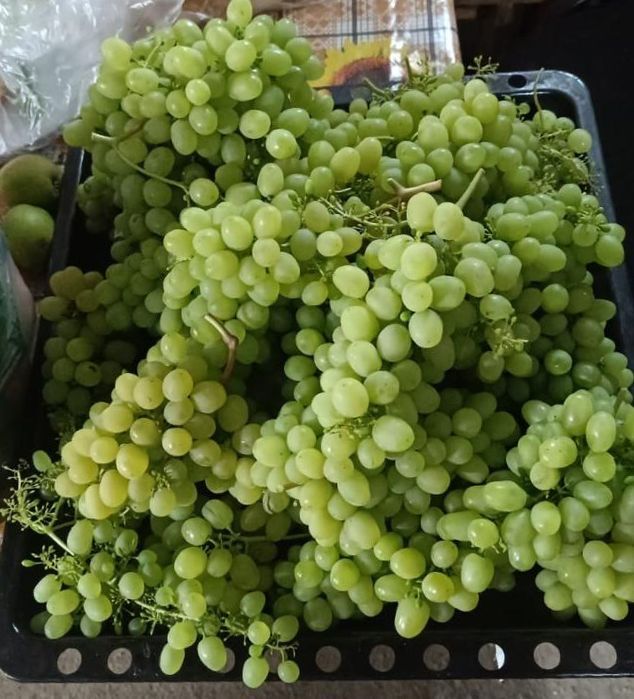 Продам виноград сорт Аркадия продам