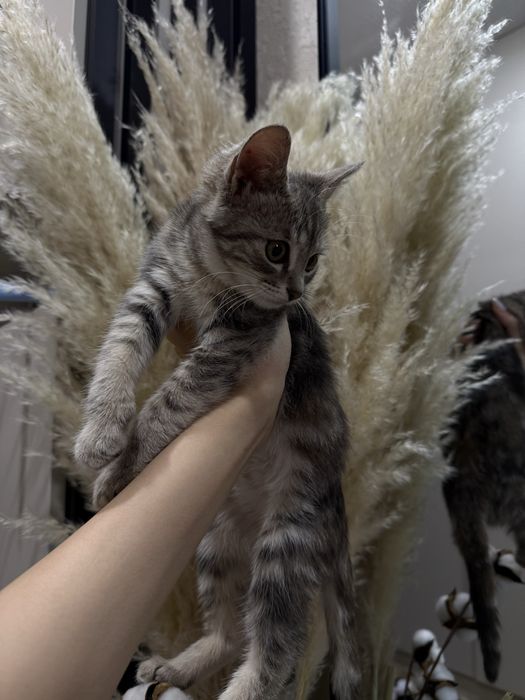 Отдам маленькую кошечку