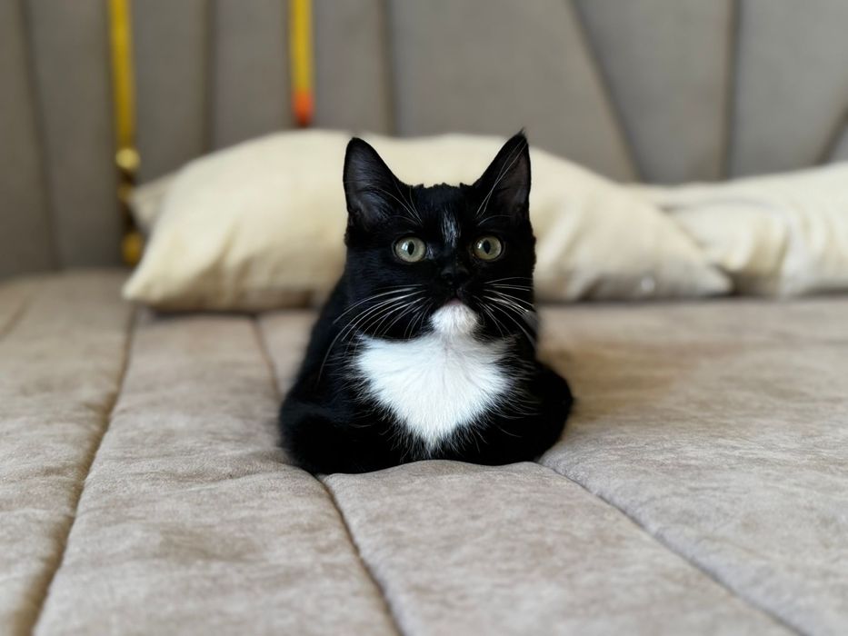 Отдам в добрые руки