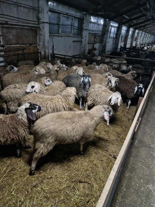 Berbecuți de vinzare