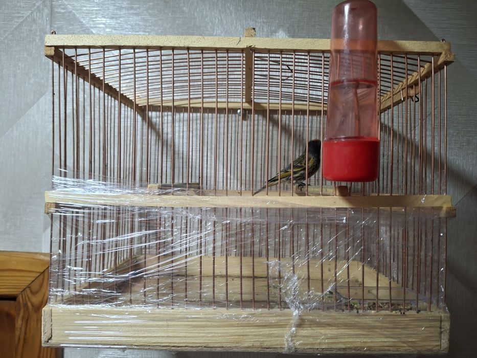 Каралёк птиц продаётся