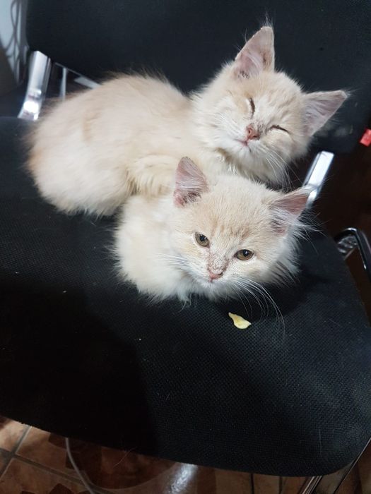 Ласковые нежные котята в добрые руки