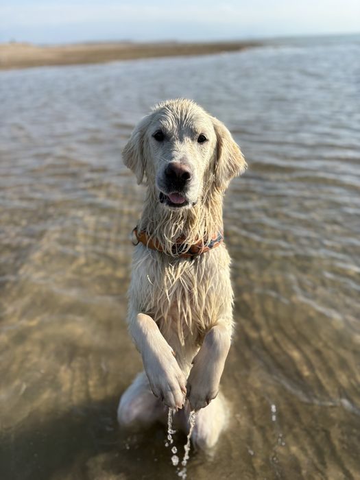 Золотистый ретрирвер для вязки