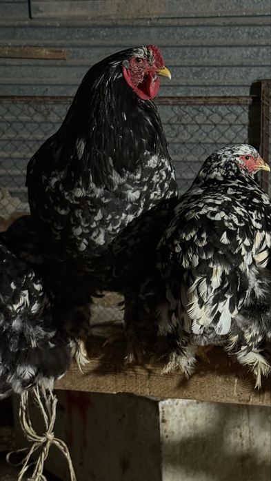 Брама тауықтары мен қораздары