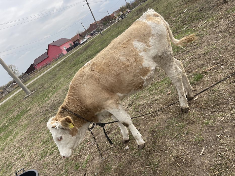 Animale de vanzare