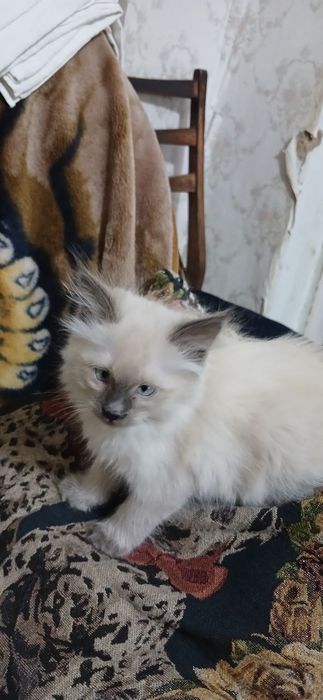 Продаётся сиамский котята