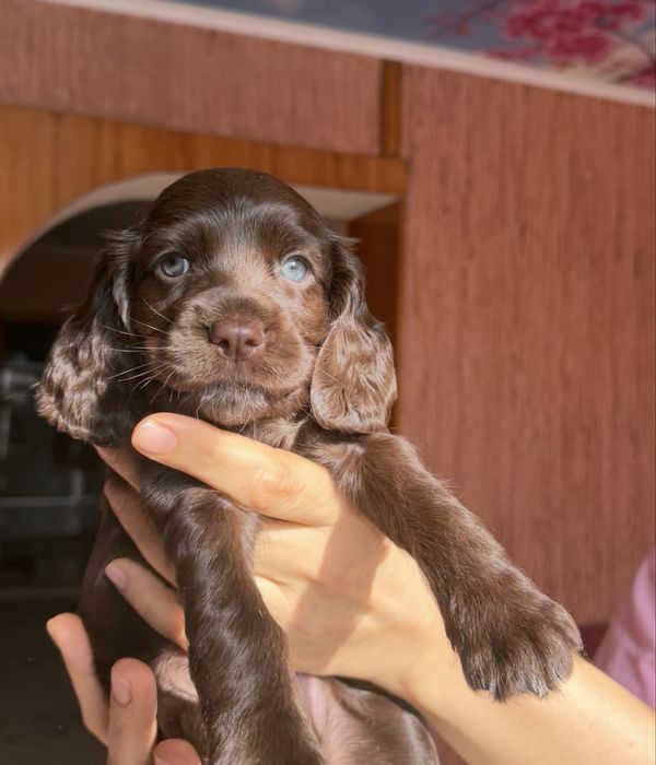 Продам щенков спаниеля
