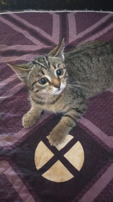 Отдам в добрые руки котенка
