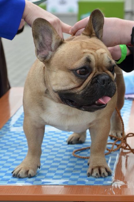 Кобель французского бульдога