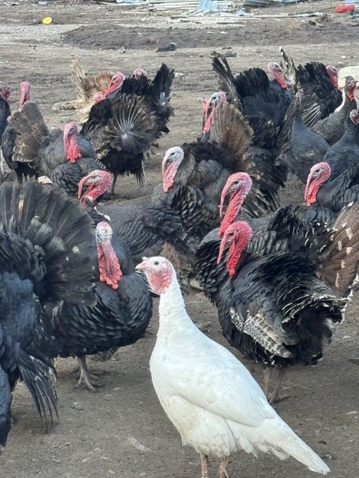 Индюки/түйетауық