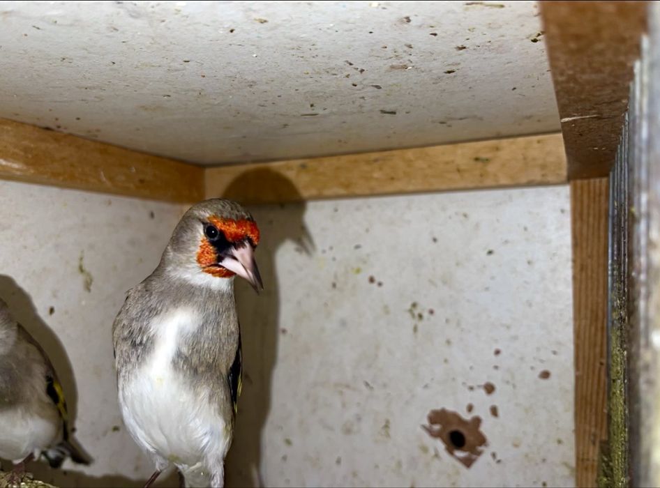 norchi sava sotiladi bishkek