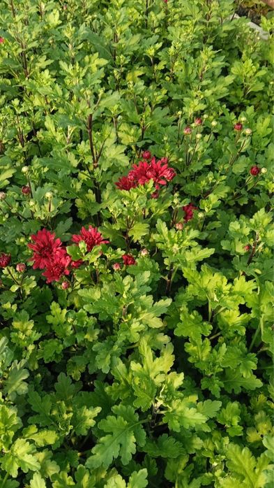 Хризантемма летняя и мультифлора