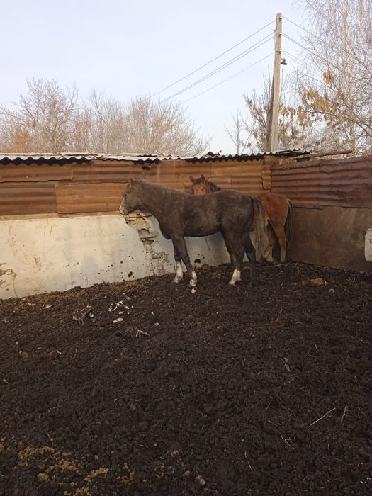 Продам полтарашек 600 тыс