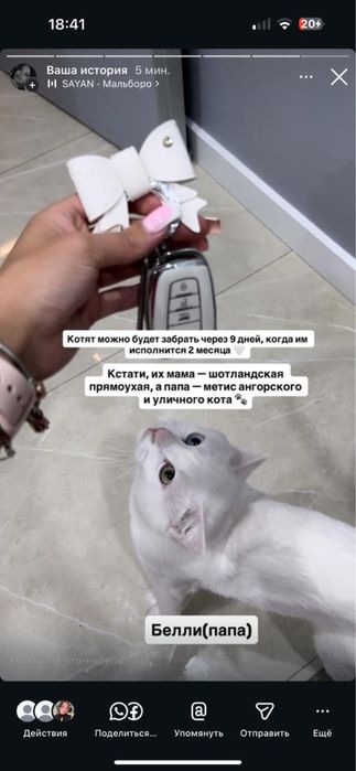 Продам котят, мама бесплатно