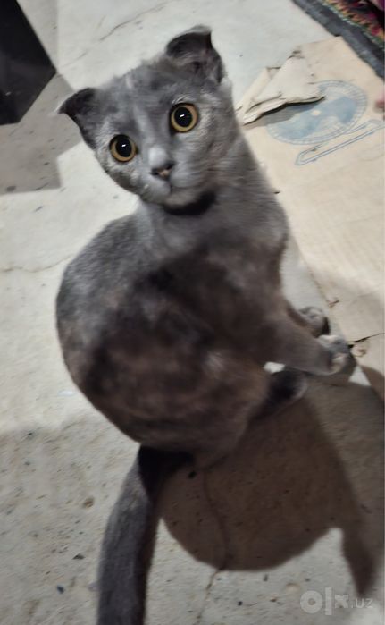 Scottish fold mushuk Samarqand