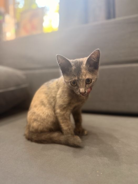 ОТДАМ Котёнка в Добрые Руки.