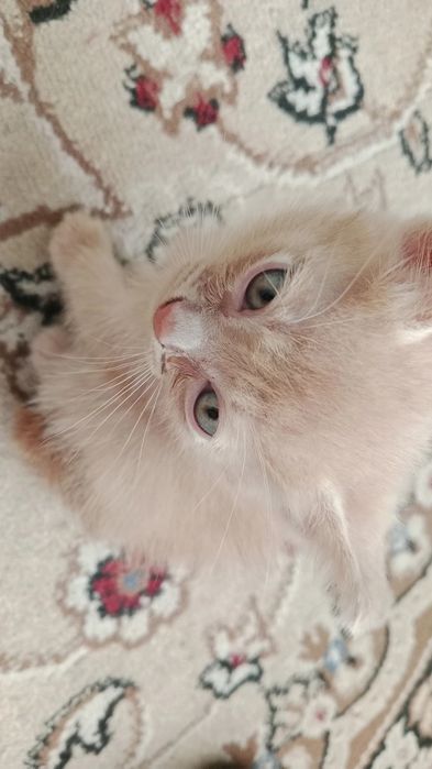 Отдам котят в хорошие руки