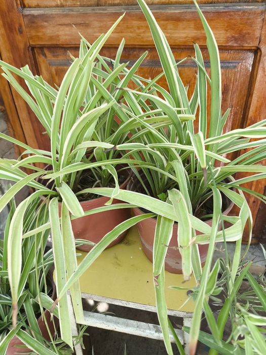 Продаются цветы из дома