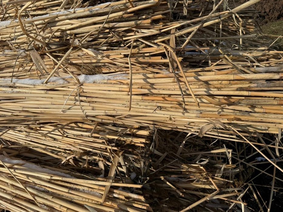 Продам камыс Шымкент