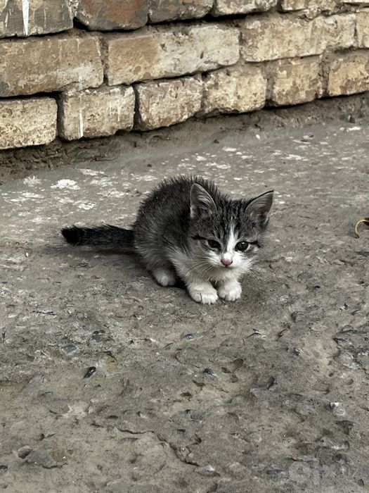Котята бесплатно в добрые руки!