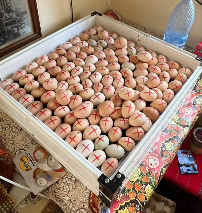 Oua incubat gaini motate golase