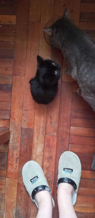 Красивые ласковые котята, 3 месяца