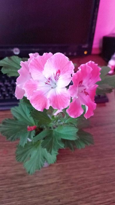 продаю  королевскую герань