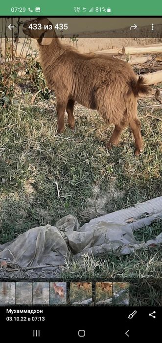 Англонубин такача  еш сотилади