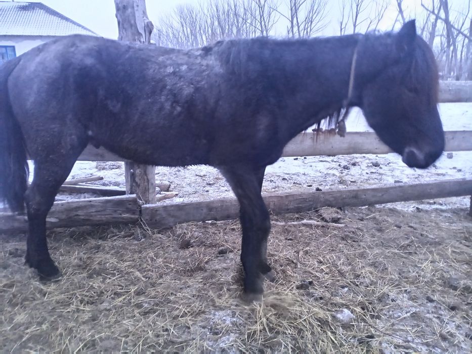 Продается лошадь