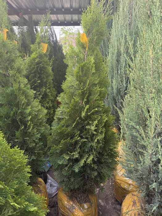 Туя Смарагд (Thuja Smaragd)