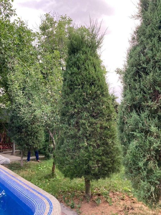 Дача бустанликский район посёлок Озодбош